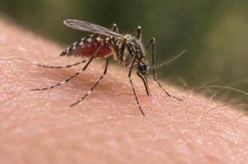 Spata-Artemida Mosquito Fogging (Aug 27-28): Safety Notice & Airport Travel Advisory